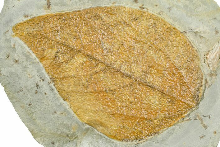 Colorful Fossil Leaf (Beringiaphyllum?) - Montana #377910